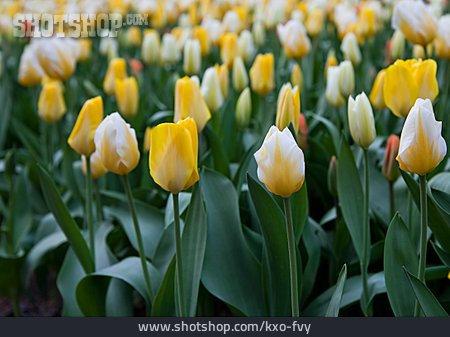 
                Frühling, Tulpenbeet                   