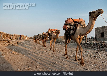 
                Kamel, Karawane, äthiopien                   