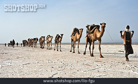 
                Kamel, Karawane                   