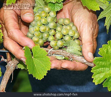 
                Weintrauben, Weinlese, Männerhand                   