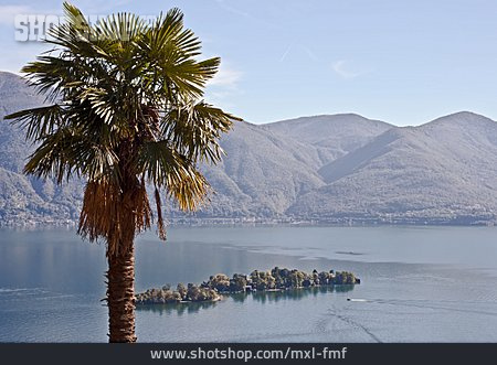 
                Palme, Tessin, Lago Maggiore                   