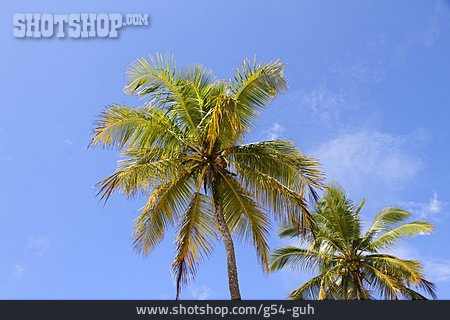 
                Palme, Kokospalme                   