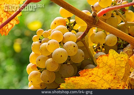 
                Herbst, Weintraube, Weinrebe                   