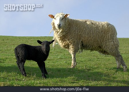 
                Schaf, Lamm, Schwarzes Schaf                   