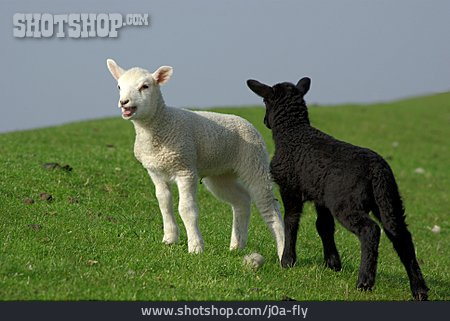 
                Lamm, Schwarzes Schaf                   