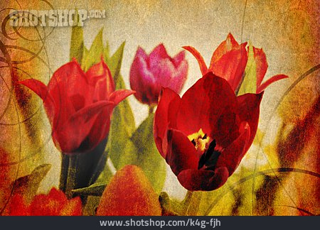 
                Hintergrund, Tulpe, Floral                   