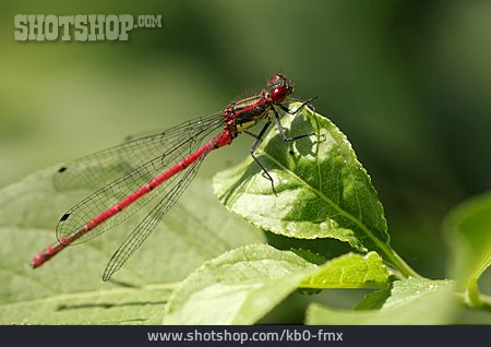 
                Libelle, Frühe Adonislibelle                   