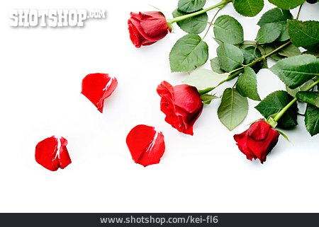 
                Rose, Blütenblatt, Rote Rose                   