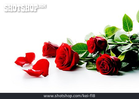 
                Rose, Blütenblatt, Rote Rose                   