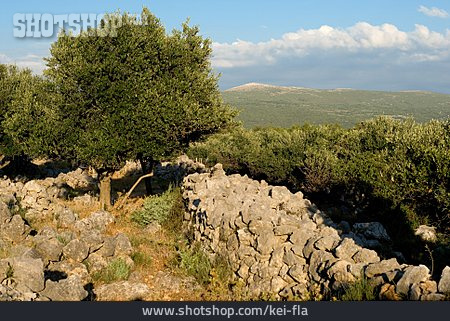 
                Landschaft, Olivenbaum                   