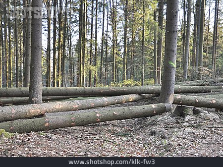 
                Baumstamm, Abholzung, Forstwirtschaft                   