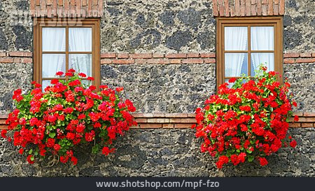 
                Fenster, Blumenkasten, Blumenschmuck                   