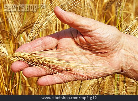
                Getreide, Hand, Prüfen                   