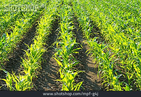 
                Maisfeld, Maispflanze, Maisanbau                   