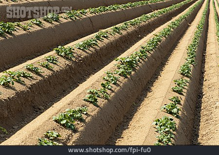
                Kartoffelpflanze, Kartoffelacker                   
