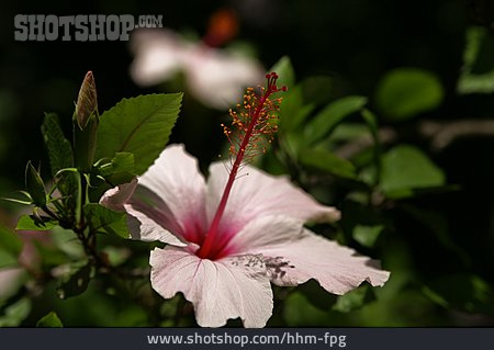 
                Blütenstand, Hibiskusblüte                   