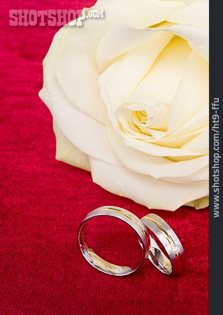 
                Rose Petals, Wedding Rings                   