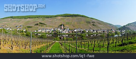 
                Weinbau, Rheinland-pfalz, Mosel, Zell, Merl                   