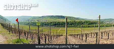 
                Weinbau, Rheinland-pfalz, Briedel, Weinlandschaft, Uhu-steig                   