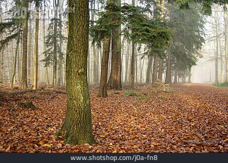 
                Wald, Herbst, Herbstwald                   
