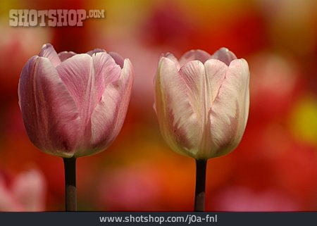 
                Blüte, Tulpen                   