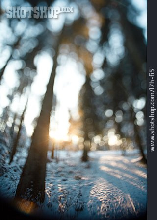 
                Sonnenlicht, Wald, Winterwald                   