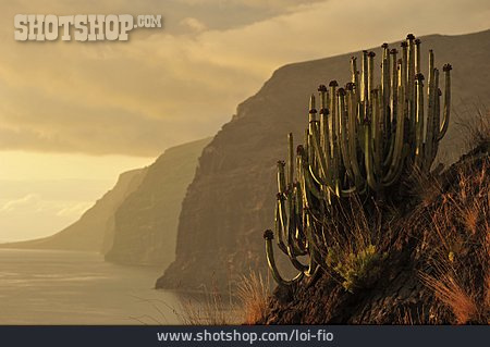 
                Kaktus, Steilküste, Los Gigantes                   