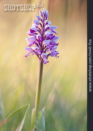 
                Orchidee, Helm-knabenkraut                   