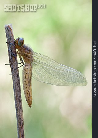 
                Libelle, Spitzenfleck                   