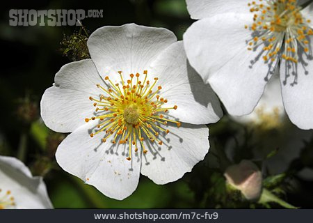 
                Heckenrose, Hagebuttenblüte                   