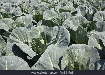 
                Gemüseanbau, Weißkohl, Kohlfeld                   