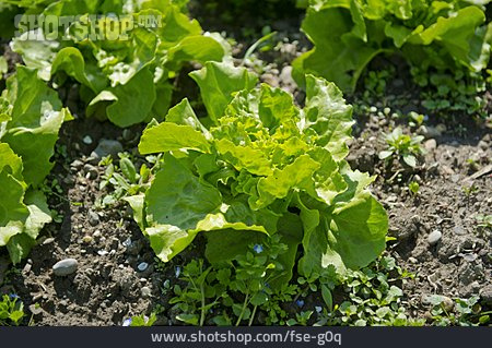 
                Salat, Blattsalat, Salatpflanze                   