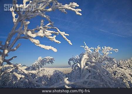 
                Frost, Geäst, Winterwald                   
