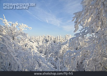 
                Frost, Winterwald                   