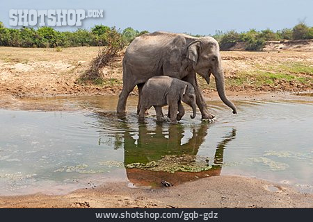 
                Elefant, Muttertier, Elefantenbaby                   