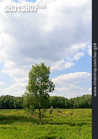 
                Naturschutzgebiet, Sumpflandschaft, Serbien                   