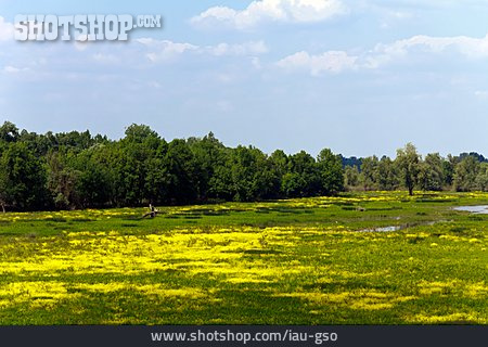 
                Naturschutzgebiet, Sumpflandschaft, Serbien                   