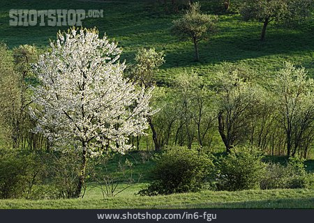 
                Frühjahr, Baum, Kirschbaum                   