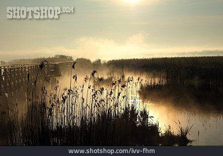 
                Reed, Morning Fog, Feder Lake                   