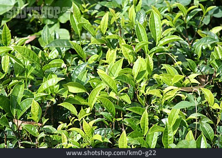 
                Teepflanze, Ceylon-tee                   