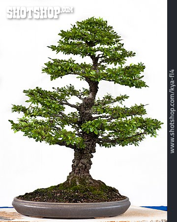 
                Bonsaibaum, Japanische Ulme, Zelkove                   
