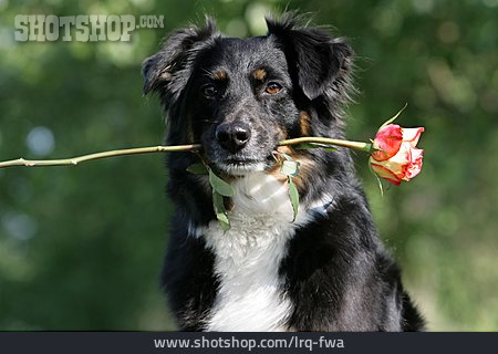 
                Rose, Hund, Australian Shepherd                   