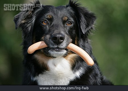 
                Hund, Wurst, Australian Shepherd                   