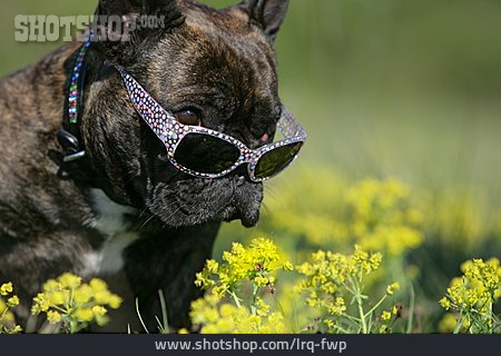 
                Hund, Sonnenbrille, Cool                   