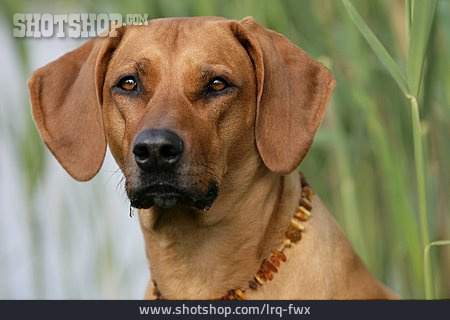 
                Hund, Rhodesian Ridgeback, Ridgeback                   