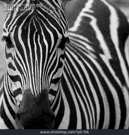 
                Zebra                   