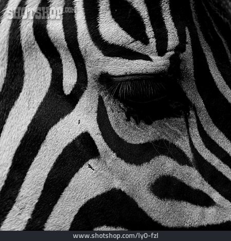 
                Zebra, Augenpartie                   