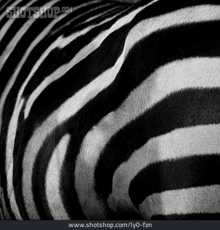 
                Muster, Zebra                   