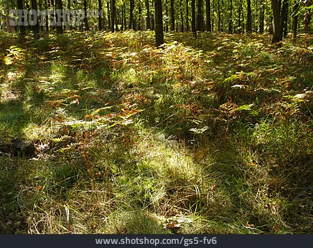 
                Wald, Waldboden, Farn                   