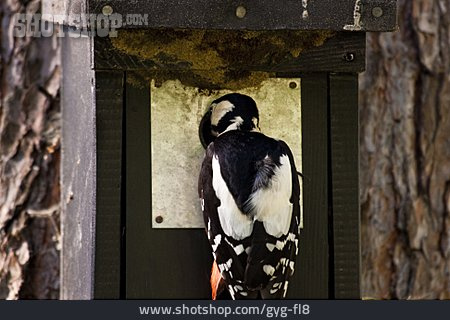 
                Woodpecker, Woodpecker, Nesting Box                   